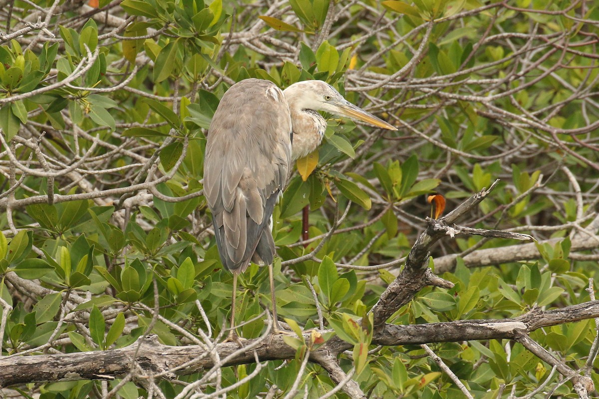 Garza Azulada - ML642022009