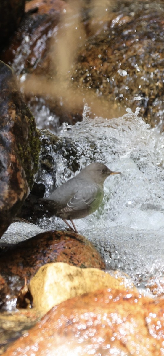 Grauwasseramsel - ML642022025