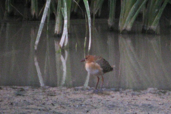 Allen's Gallinule - ML642022052
