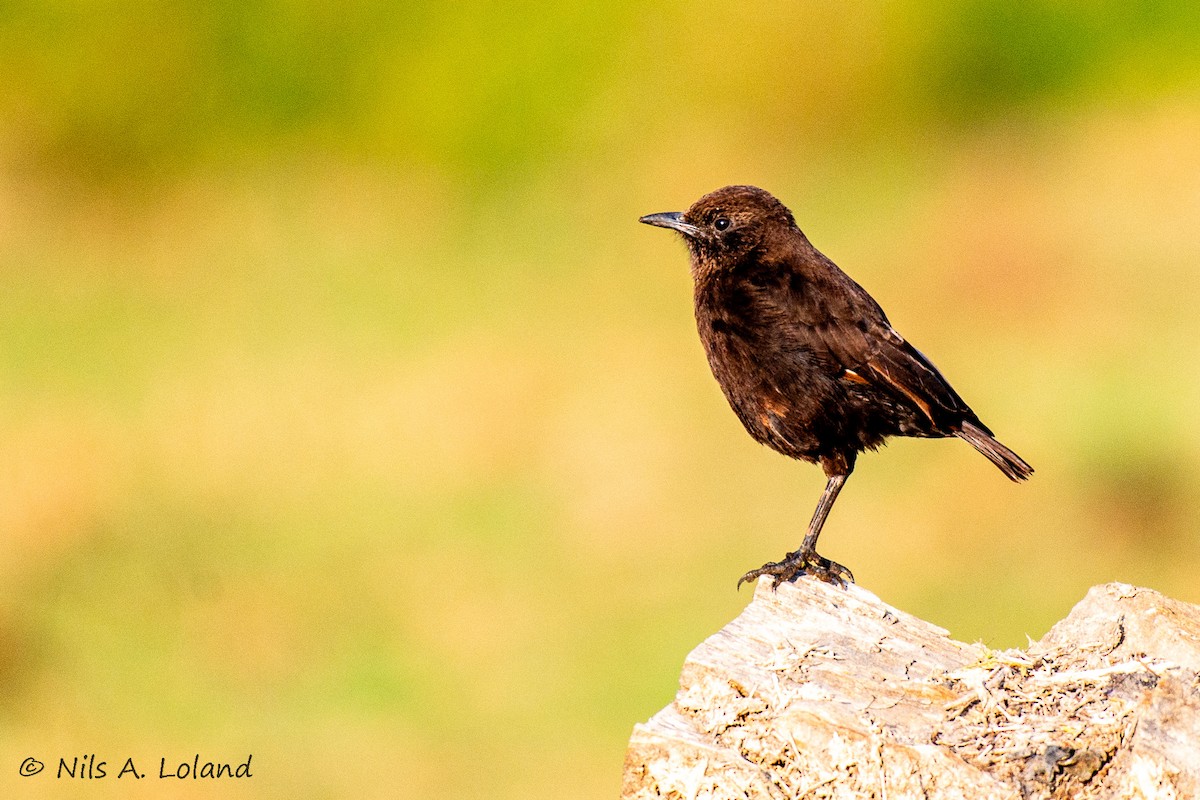 Northern Anteater-Chat - ML642022060