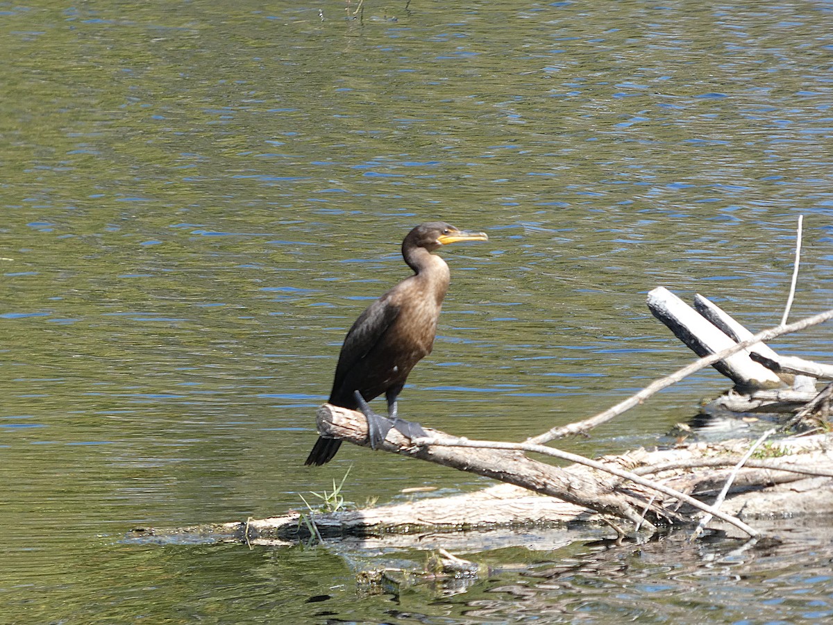 ミミヒメウ - ML642022089