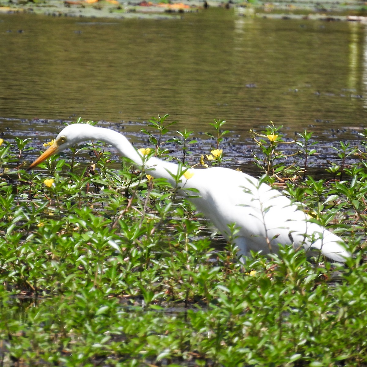 Plumed Egret - ML642022114