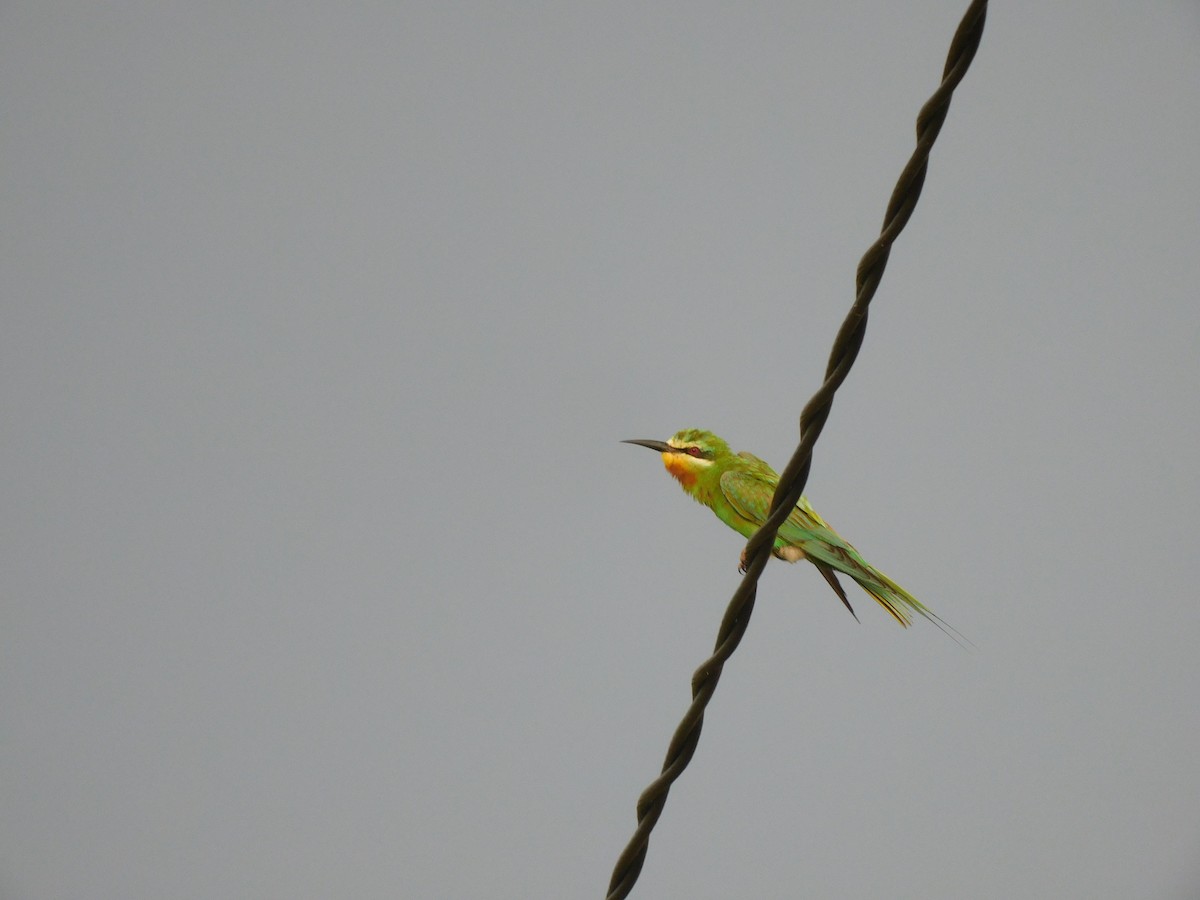 Blue-cheeked Bee-eater - ML642022209