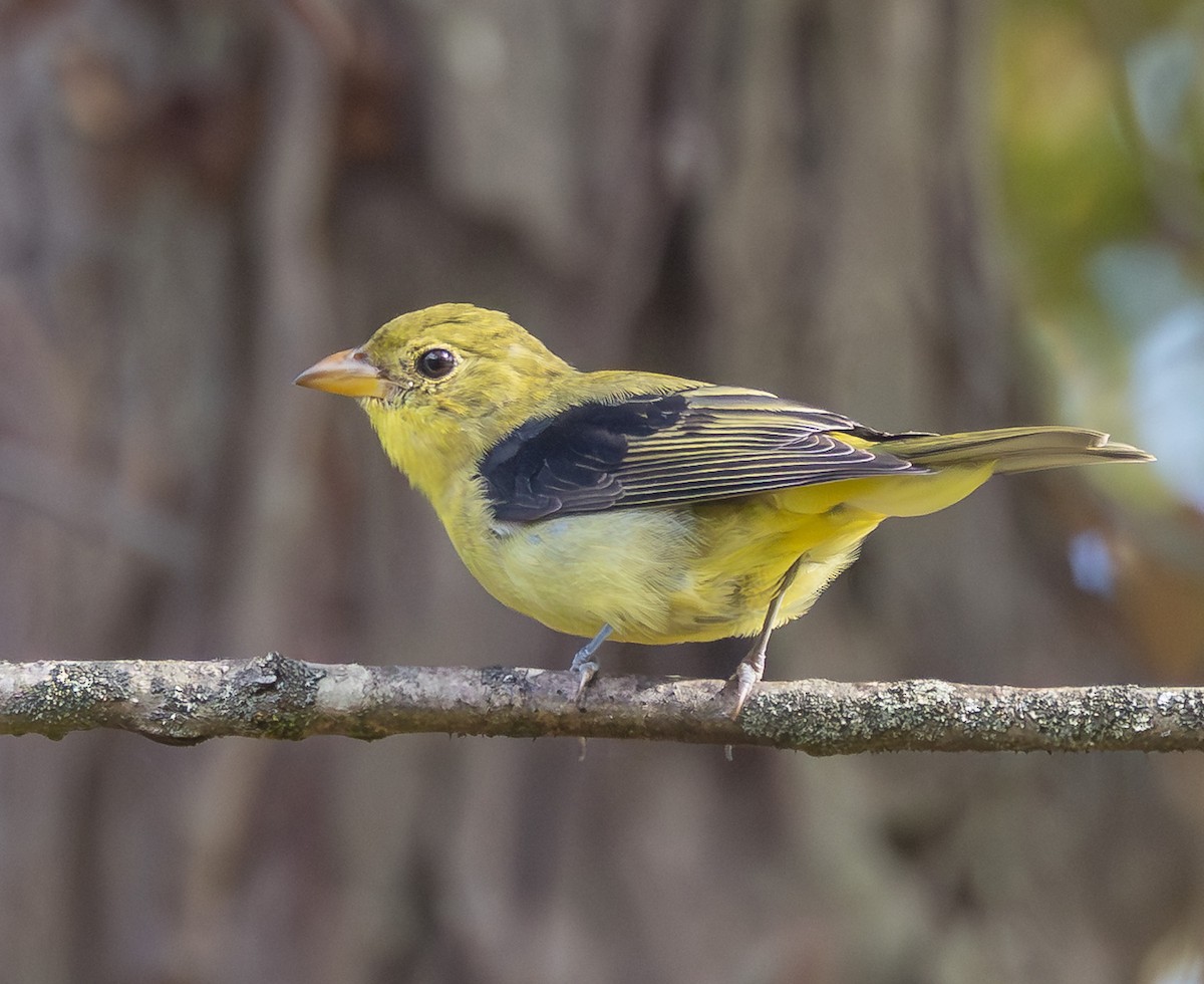Scarlet Tanager - ML642022213