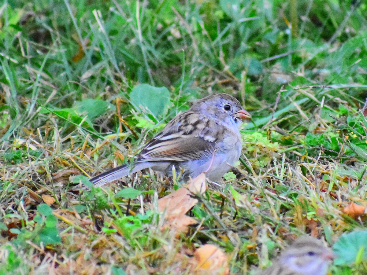 Field Sparrow - Brandi Craiglow