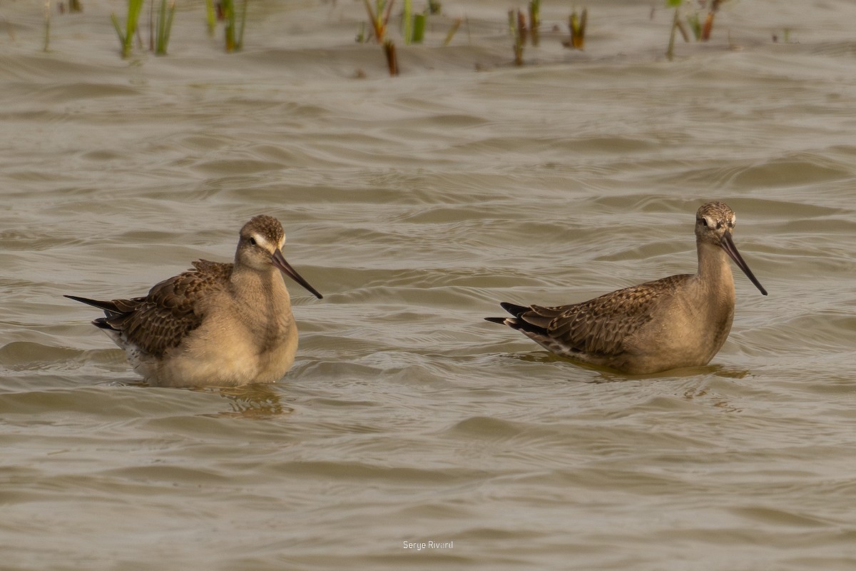 Hudsonian Godwit - ML642022267