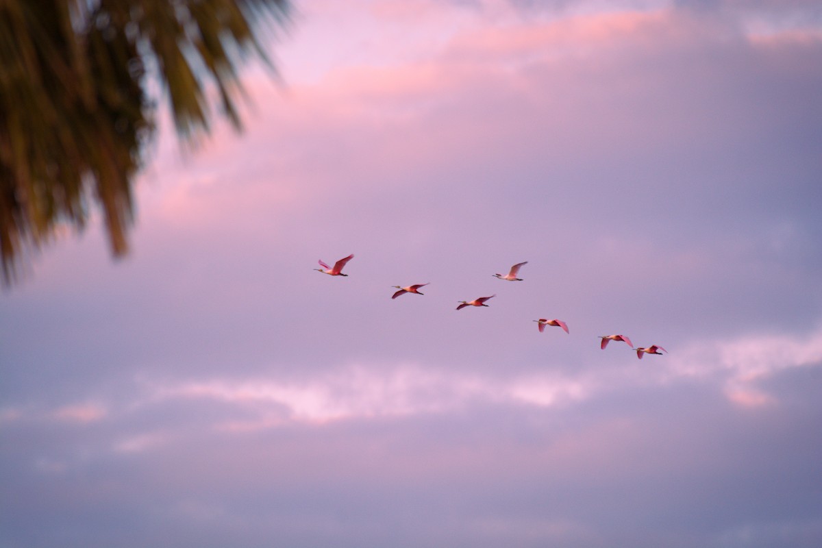 Roseate Spoonbill - ML642022271