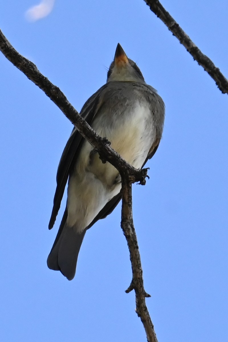 Blasskehl-Schnäppertyrann - ML642022290