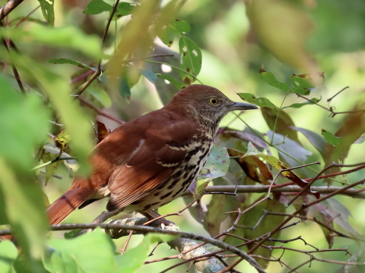 Brown Thrasher - ML642022317