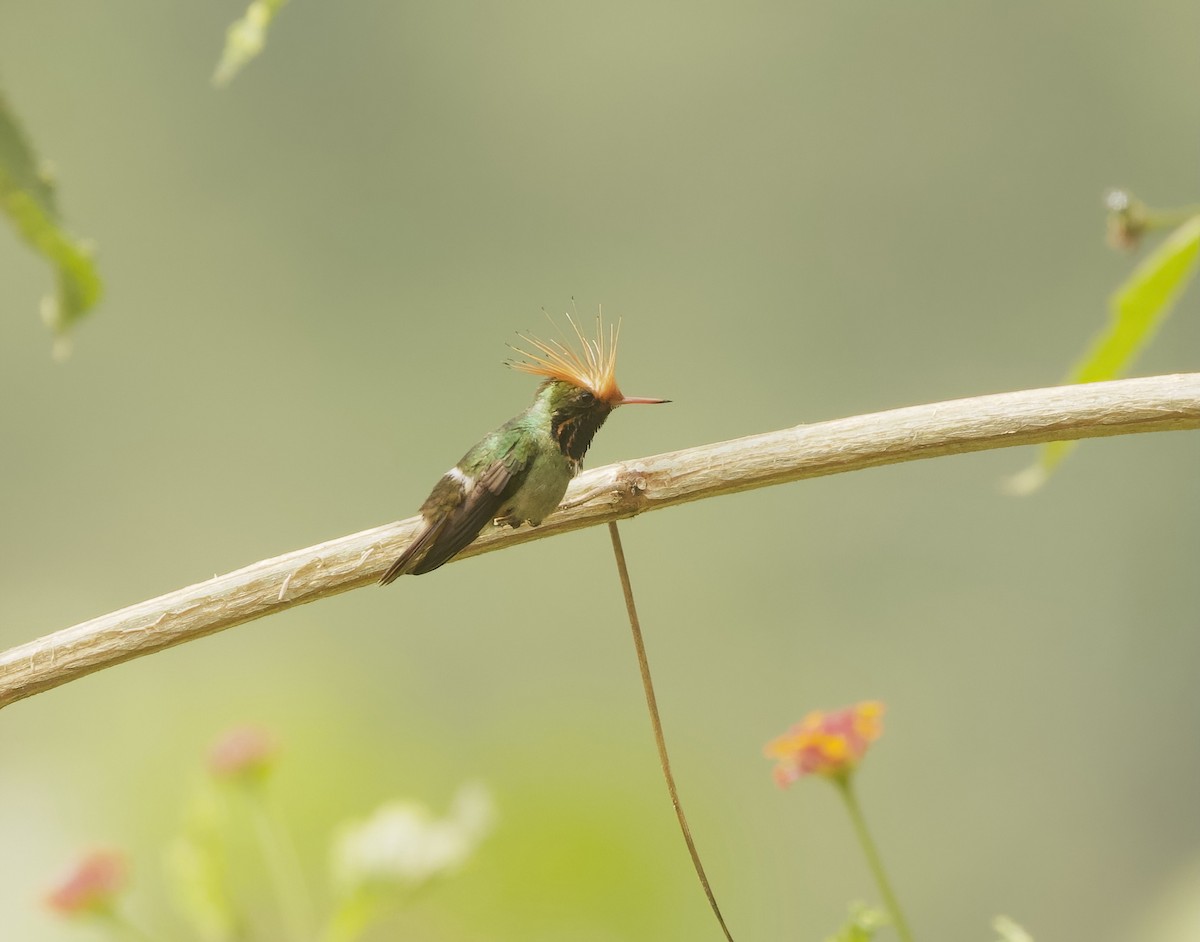 Rufous-crested Coquette - ML642022328