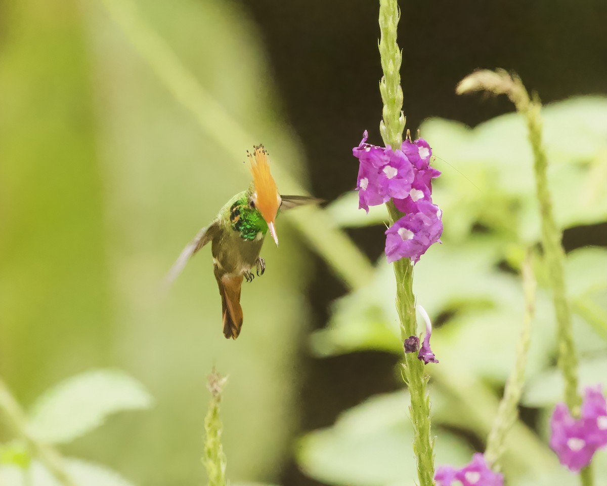 Rufous-crested Coquette - ML642022329