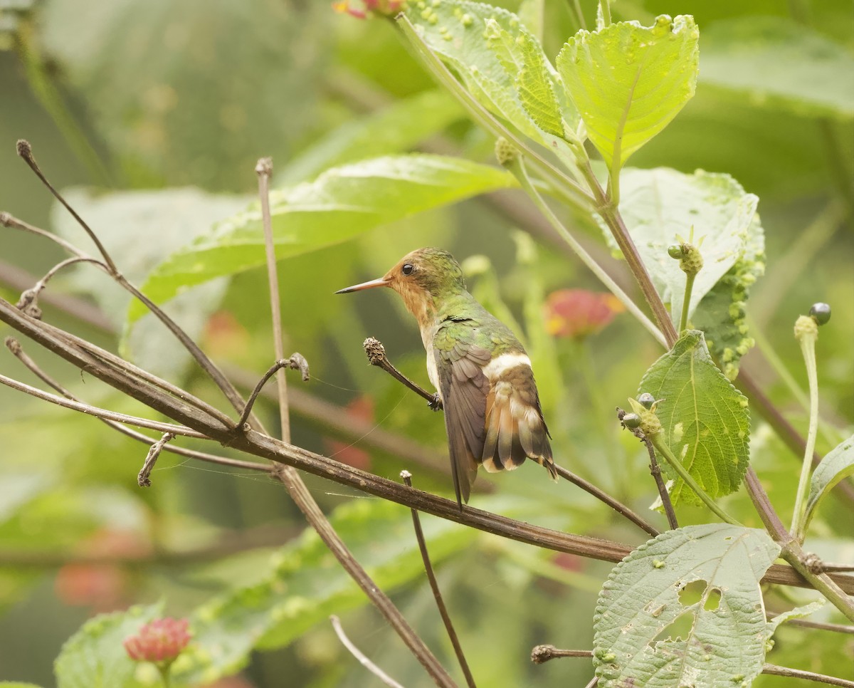 Rufous-crested Coquette - ML642022330