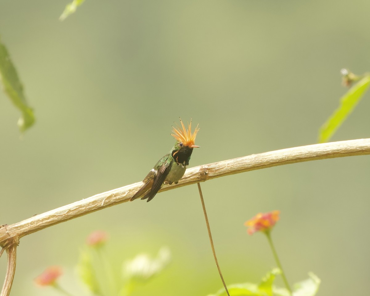 Rufous-crested Coquette - ML642022331