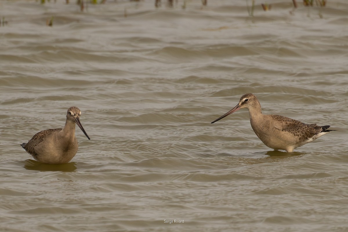 Hudsonian Godwit - ML642022338