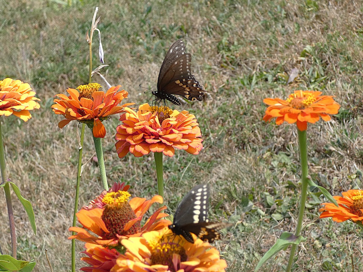 Black Swallowtail - Su Snyder