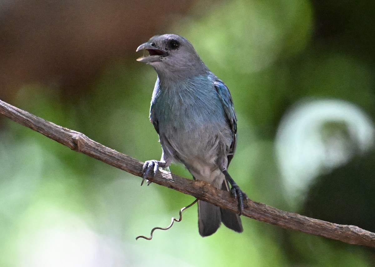 Glaucous Tanager - ML642022346