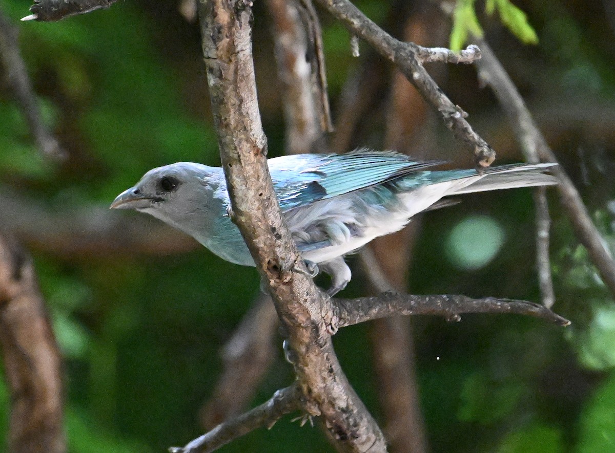 Glaucous Tanager - ML642022347
