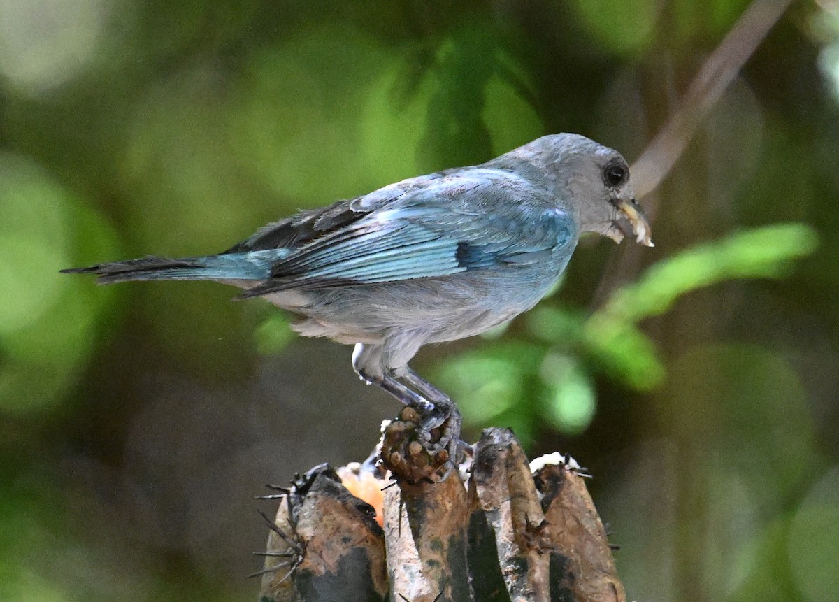 Glaucous Tanager - ML642022348