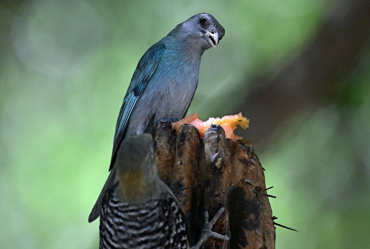 Glaucous Tanager - ML642022350