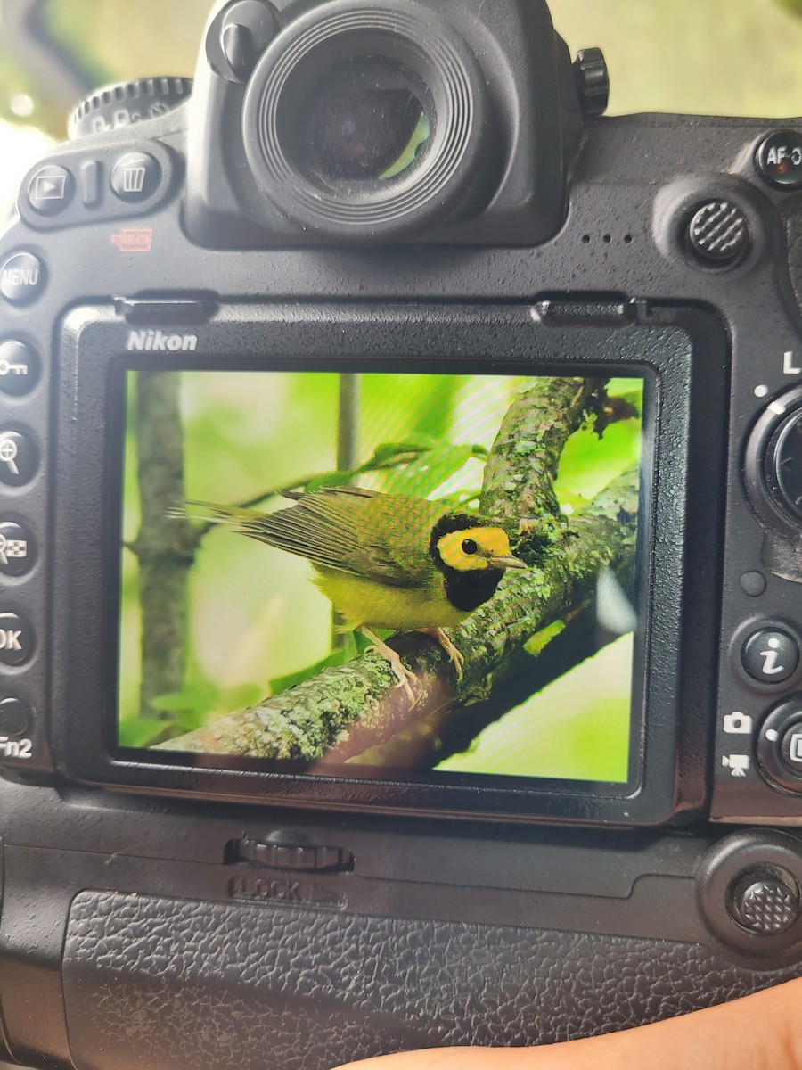 Hooded Warbler - ML642022351