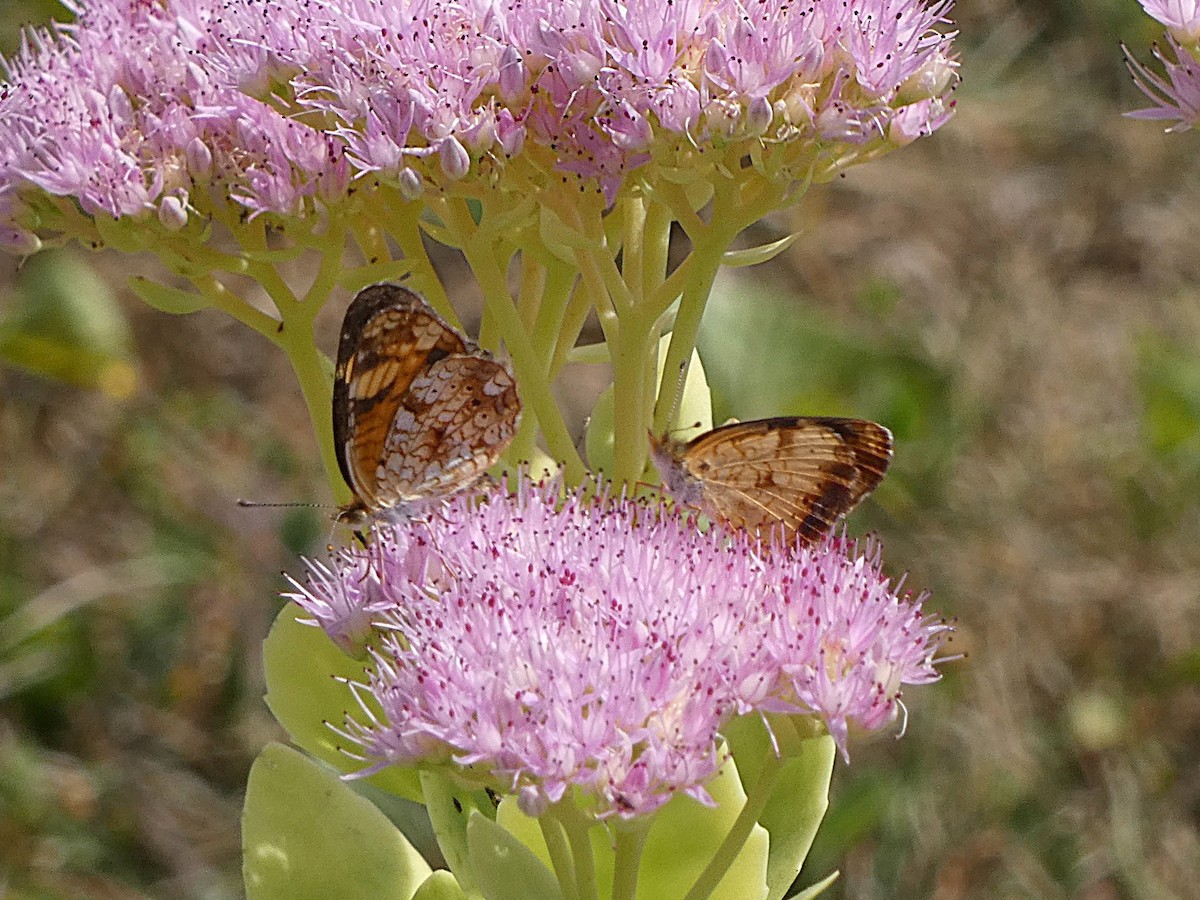 Pearl Crescent - Su Snyder
