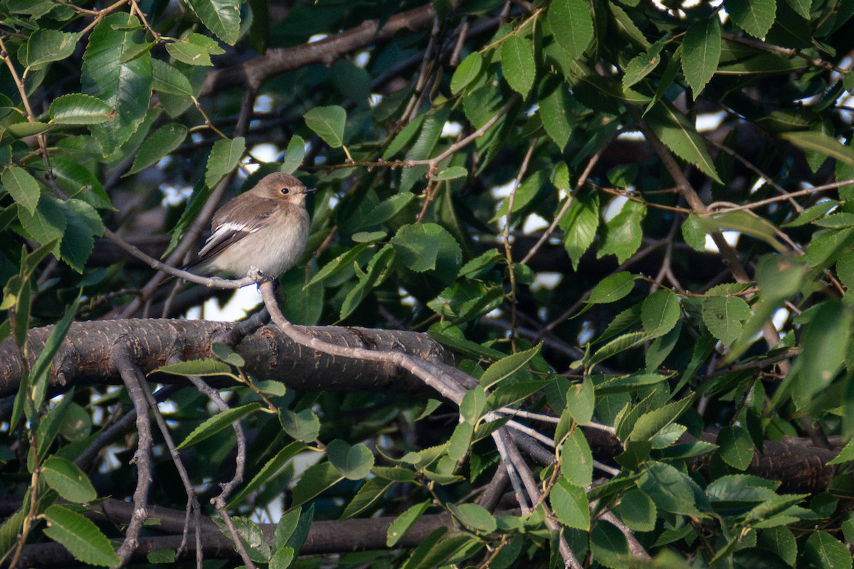 European Pied Flycatcher - ML642022358