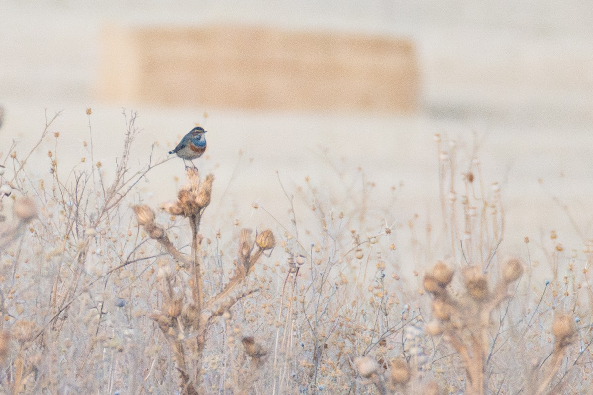 Bluethroat - ML642022359
