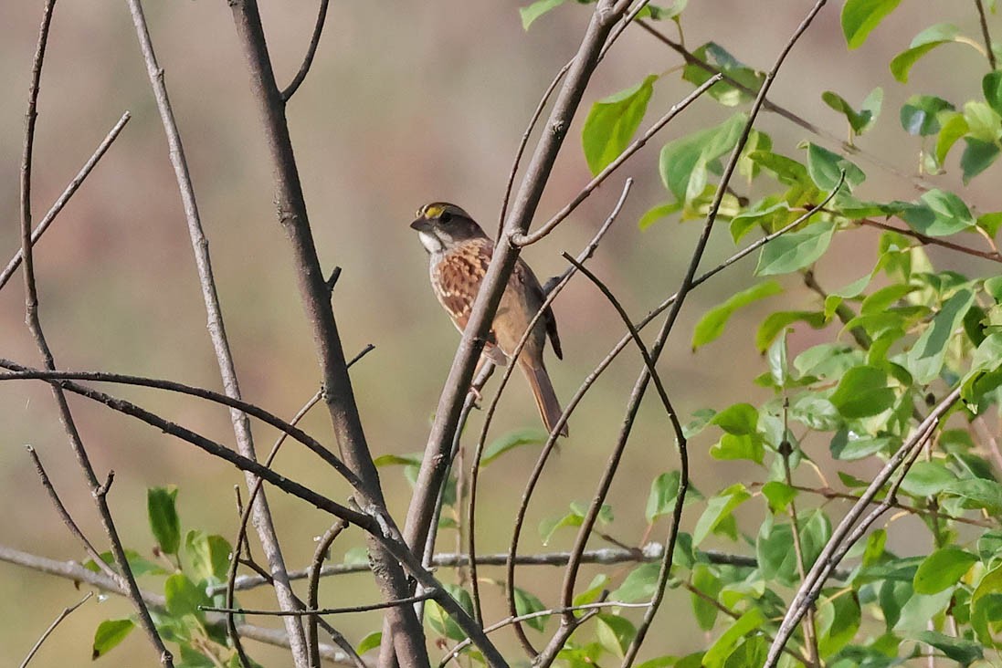 White-throated Sparrow - Marc Belliard