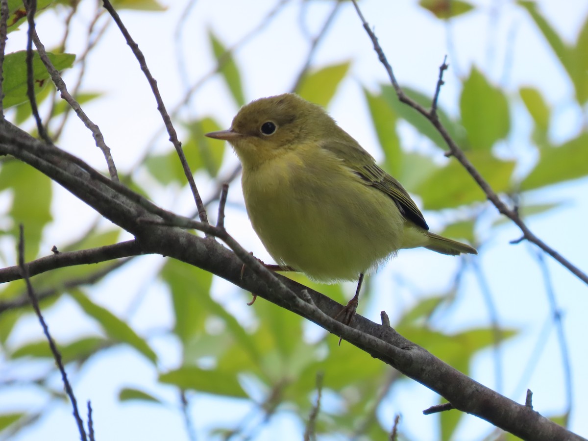 lesňáček zlatotemenný - ML642022374