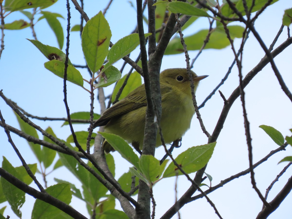 lesňáček zlatotemenný - ML642022386