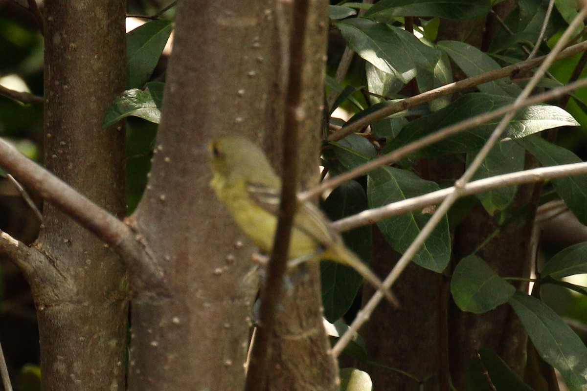 Mangrove Vireo - ML642022388