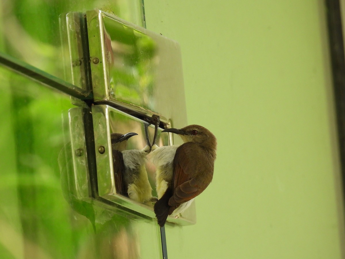 Purple-rumped Sunbird - ML642022391