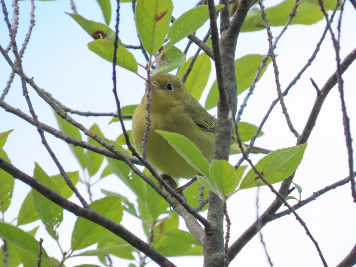 lesňáček zlatotemenný - ML642022393