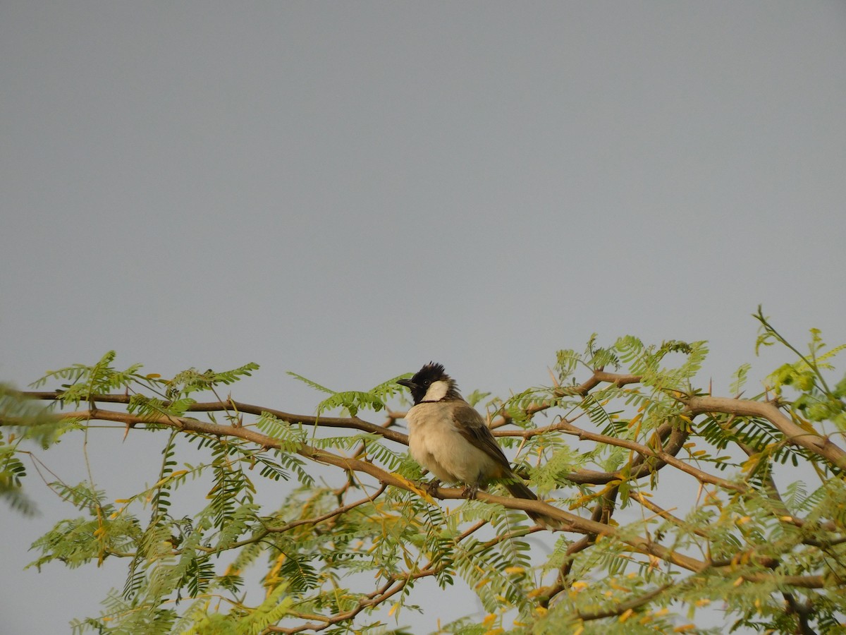 White-eared Bulbul - ML642022409