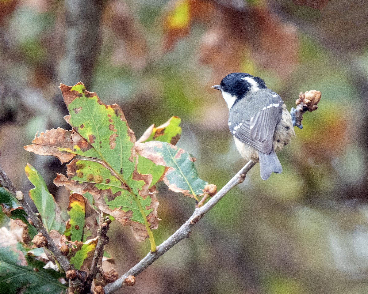 Coal Tit - ML642022418