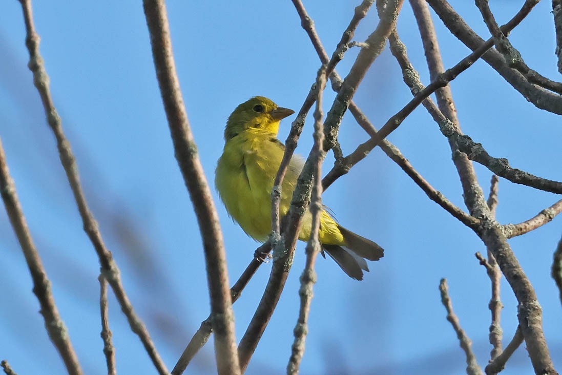 Scarlet Tanager - ML642022419