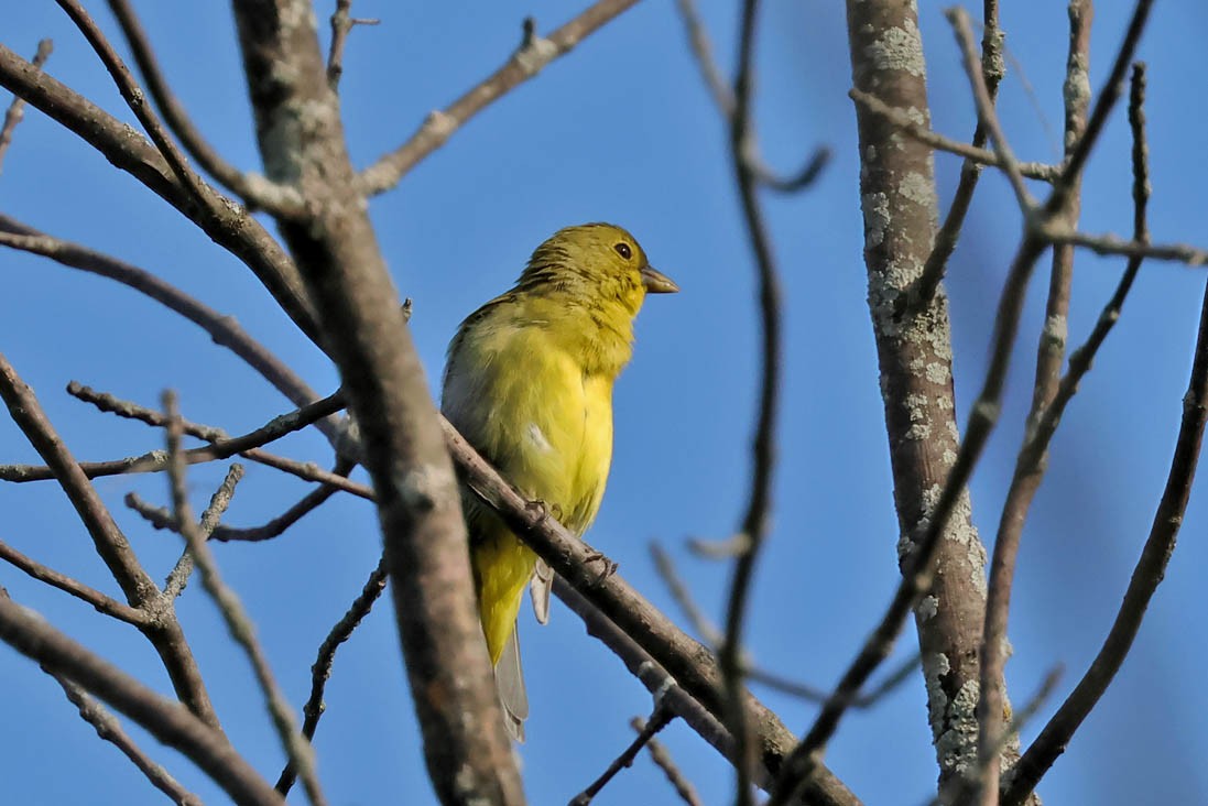 Scarlet Tanager - ML642022420