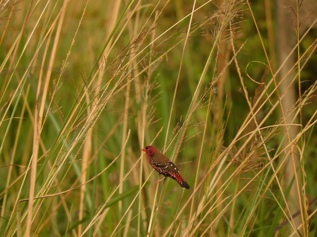 Red Avadavat - ML642022429