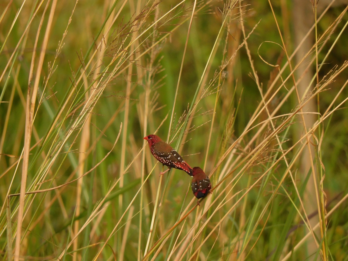 Red Avadavat - ML642022430