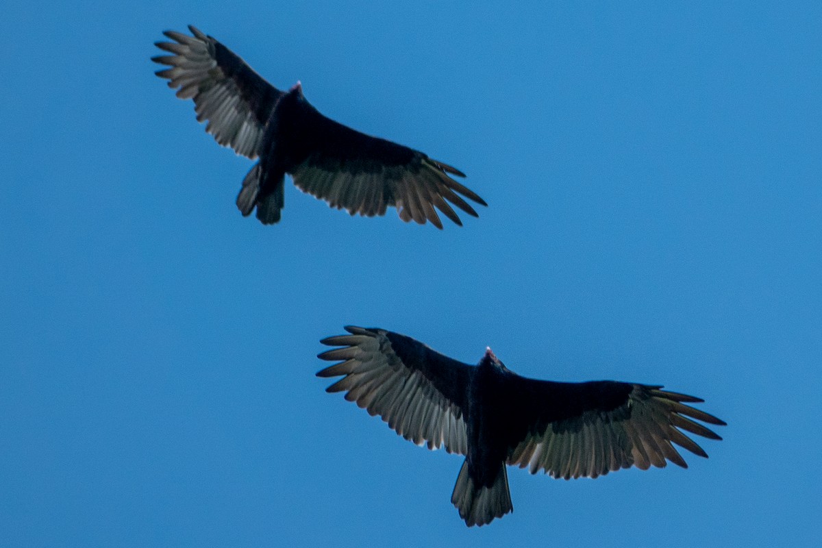 Turkey Vulture - ML642022440