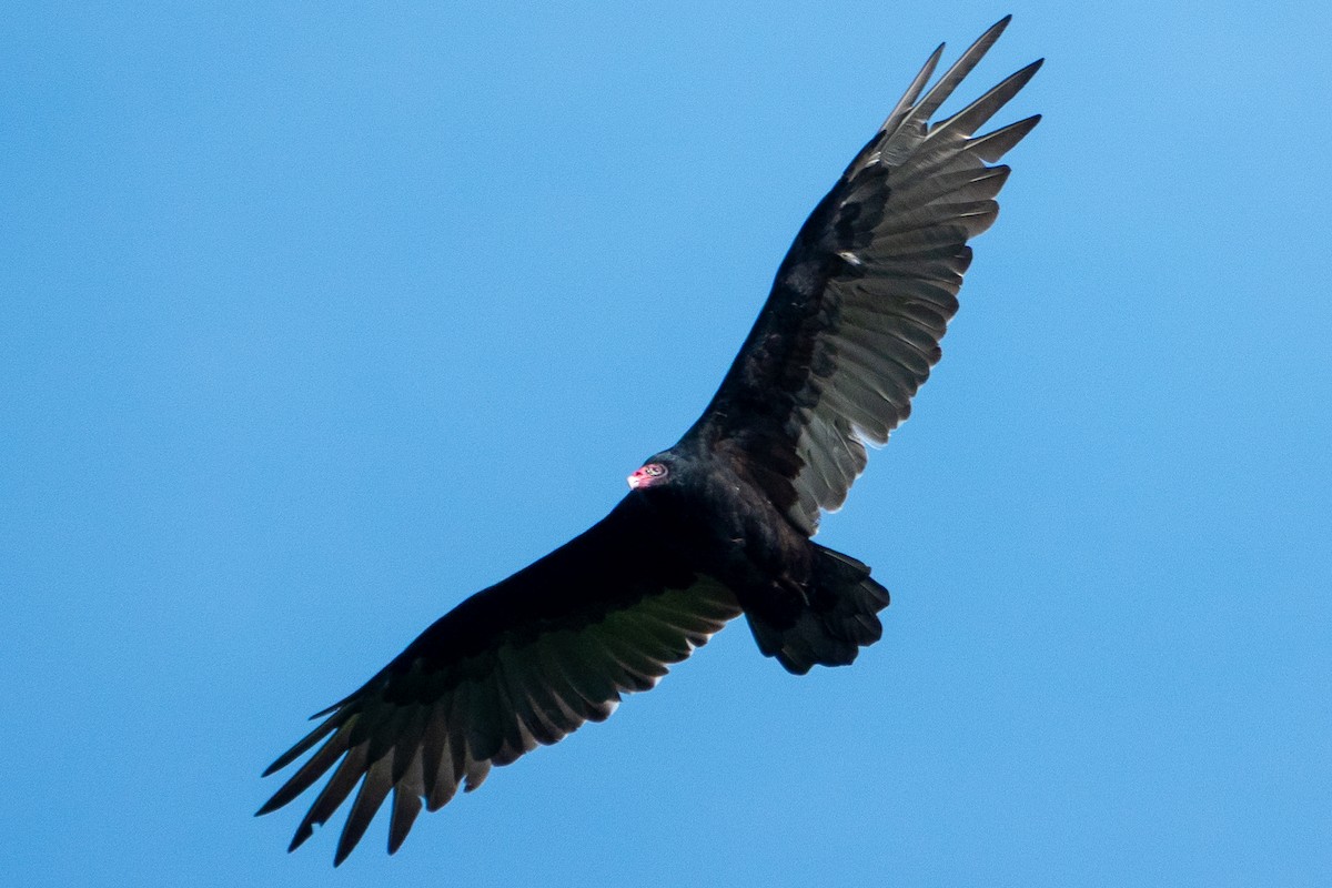 Turkey Vulture - ML642022441
