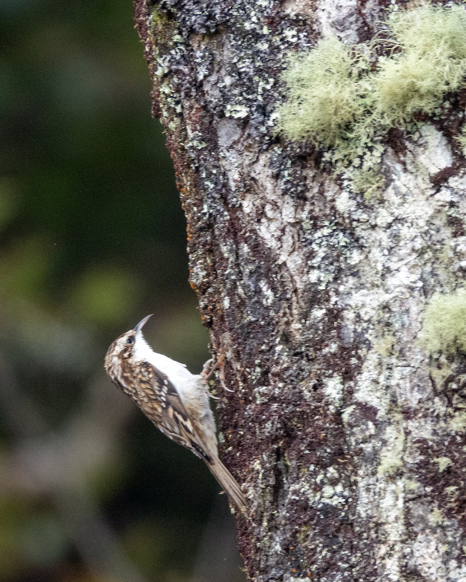 Eurasian Treecreeper - ML642022442