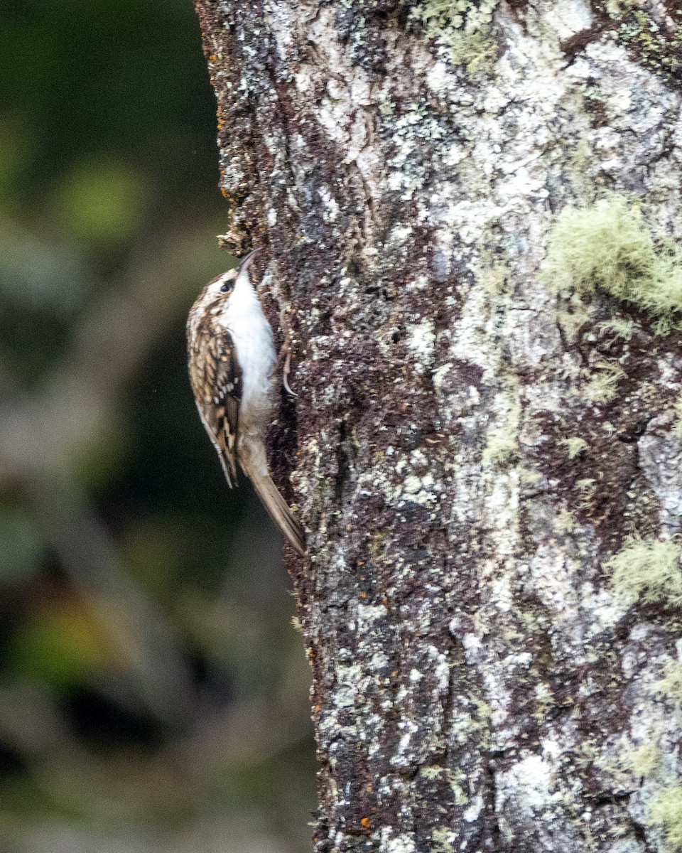 Eurasian Treecreeper - ML642022443