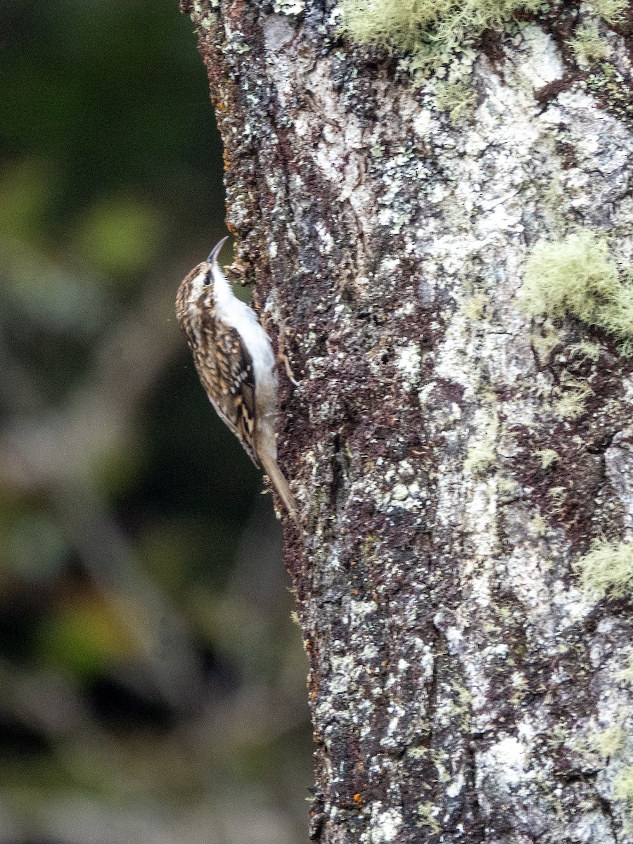 Eurasian Treecreeper - ML642022444