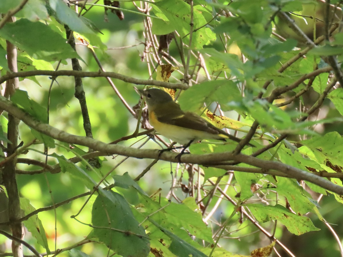 American Redstart - ML642022445