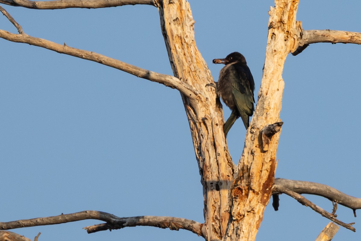 Lewis's Woodpecker - ML642022446