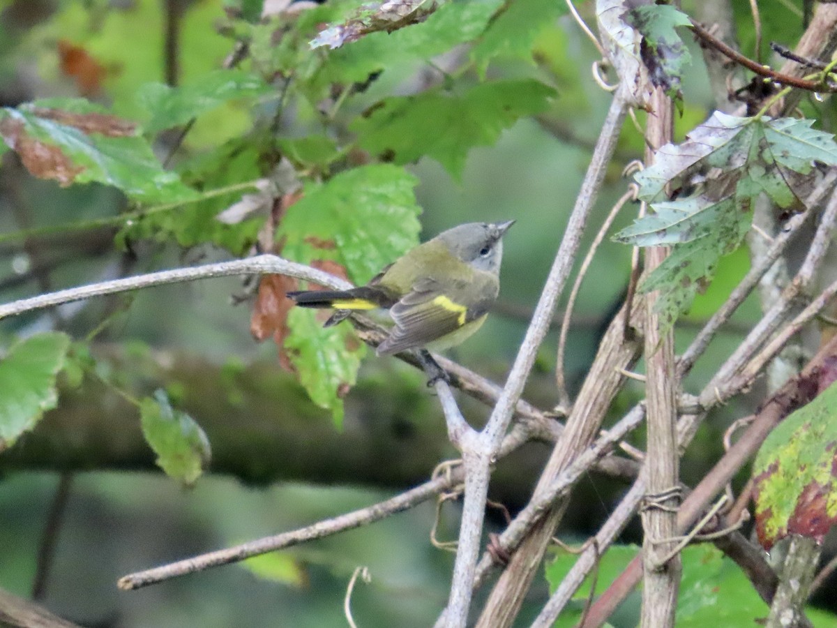 American Redstart - ML642022448