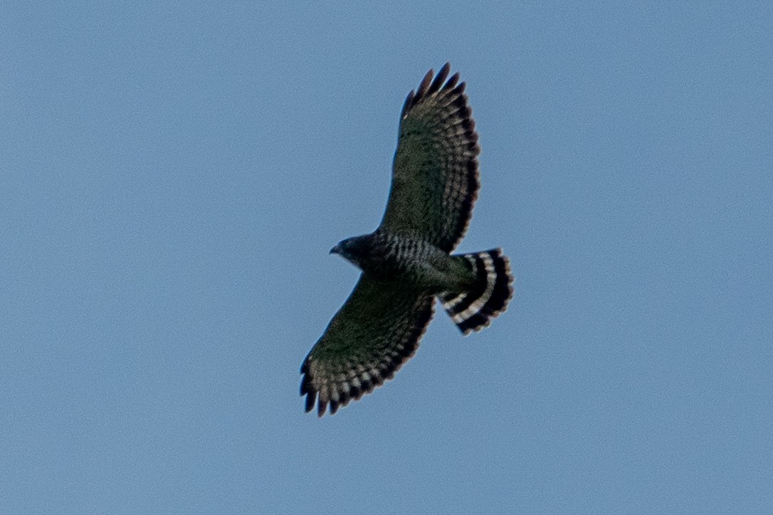 Broad-winged Hawk - ML642022450