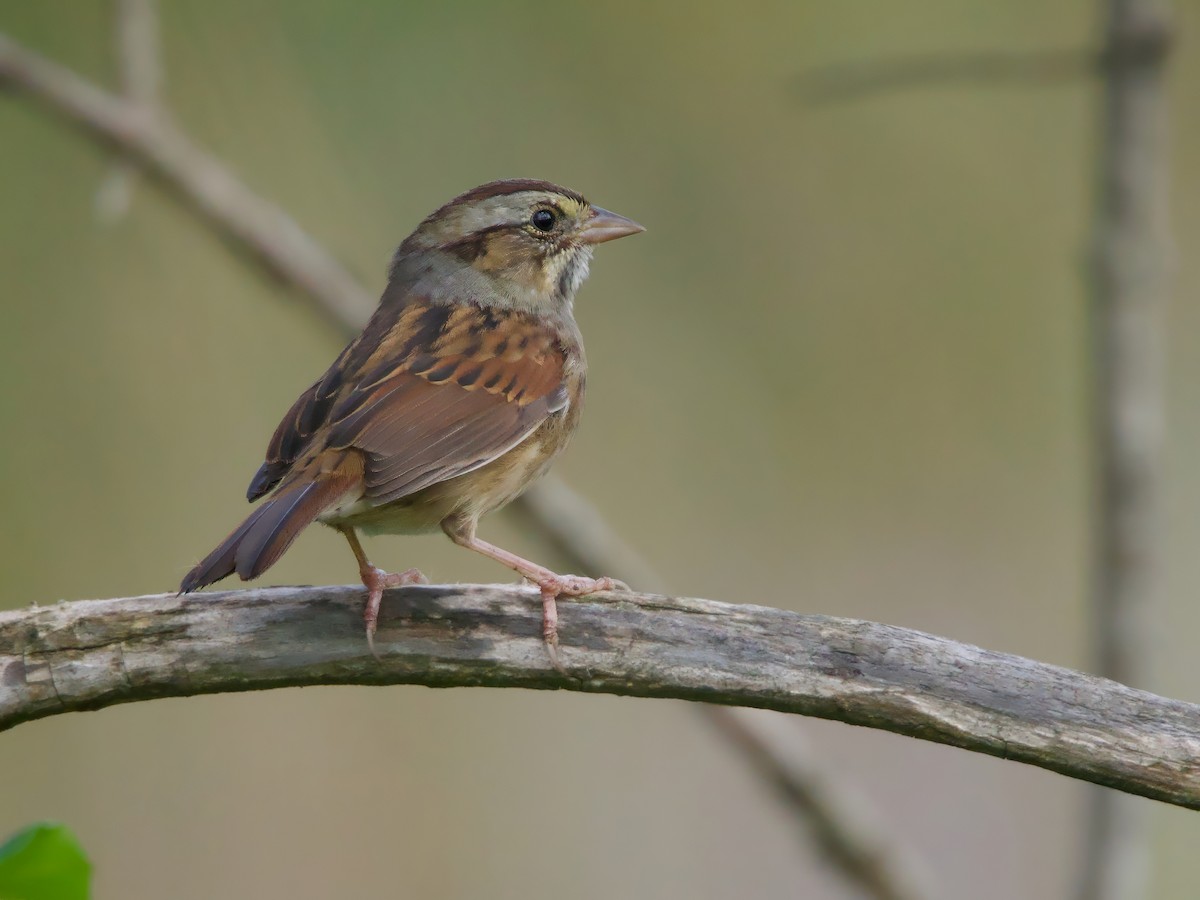 Swamp Sparrow - ML642022457