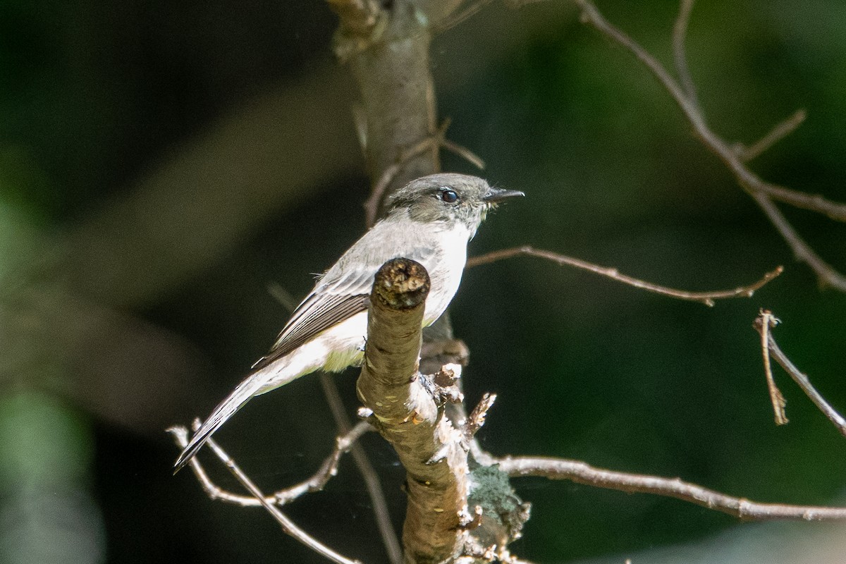 Eastern Phoebe - ML642022458